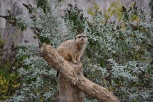 Zoo de Vincennes