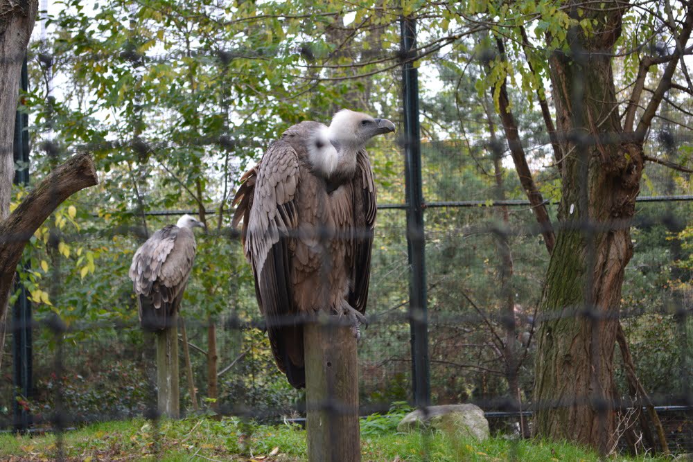 Parc Zoologique de Paris (Zoo de Vincennes)