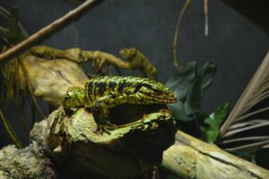 Parc Zoologique de Paris (Zoo de Vincennes)