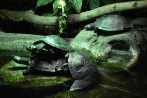 Parc Zoologique de Paris (Zoo de Vincennes)