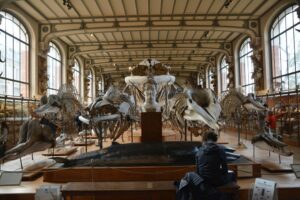 Muséum national d’Histoire naturelle