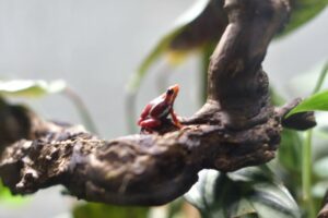 Jardin des plantes